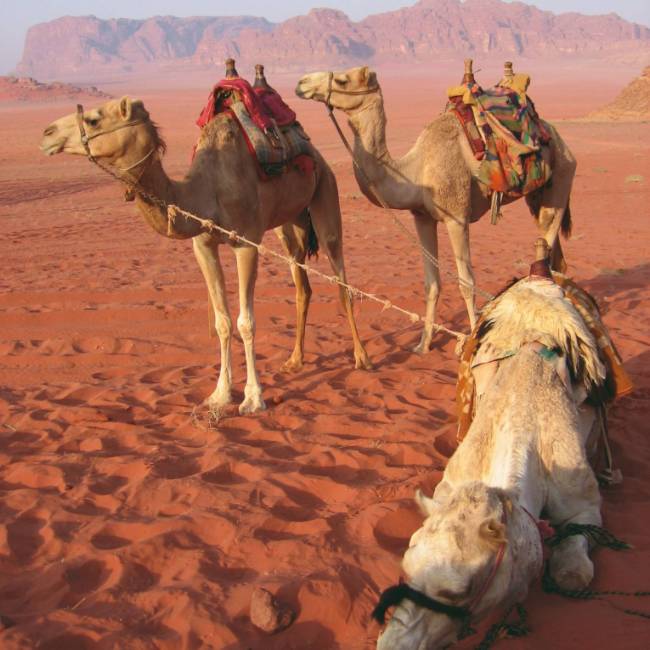 The best way to get around in the desert is by camel, Jordan | Stephanie Fradette