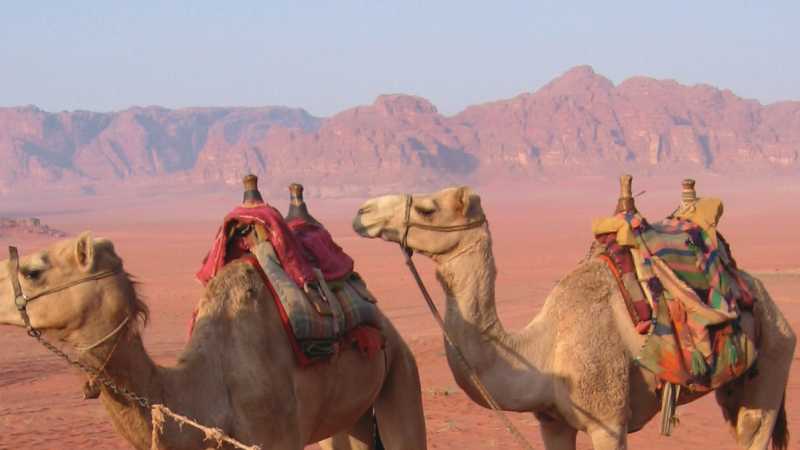 The best way to get around in the desert is by camel, Jordan | Stephanie Fradette