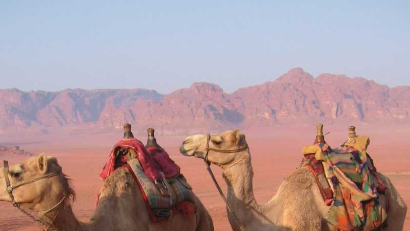 The best way to get around in the desert is by camel, Jordan | Stephanie Fradette