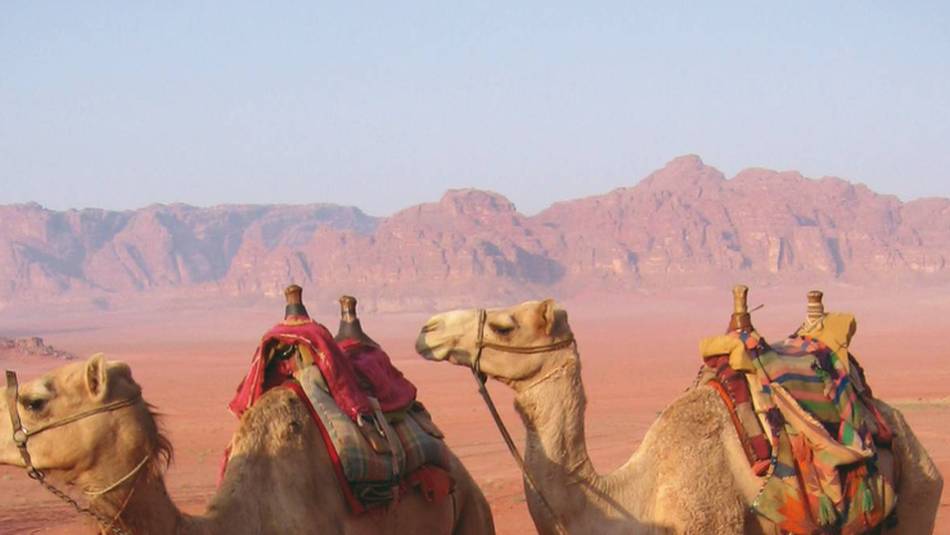 The best way to get around in the desert is by camel, Jordan | Stephanie Fradette