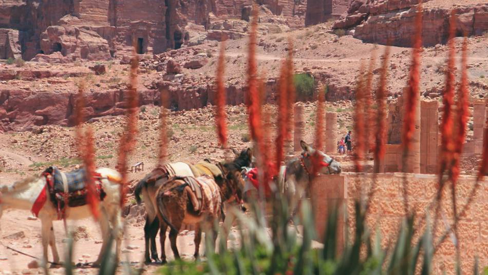 The ruins at Petra | Rachel Imber