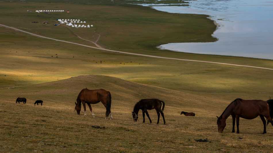Horses above our Yurt camp in the Tian Shan | Lachlan Gardiner