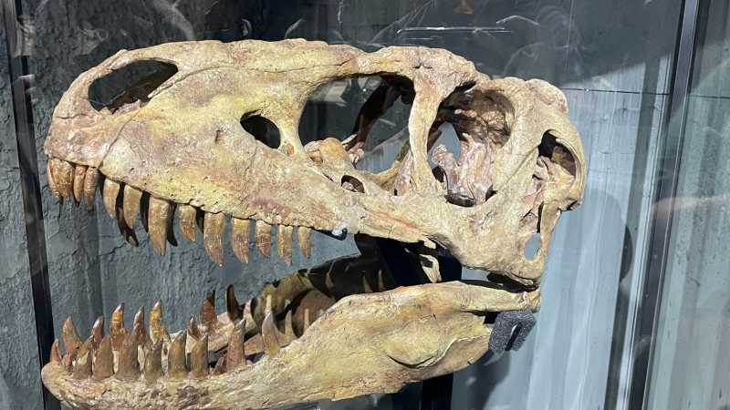 Natural History Museum of Mongolia in Ulaanbaatar - Mongolia: Fossils, Landscapes & Lost Worlds with Sally Hurst, Mongolia