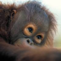 A playful orangutan in Sarawak
