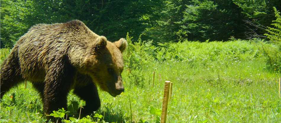 Albania Bear Conservation Project