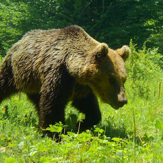 Albania Bear Conservation Project
