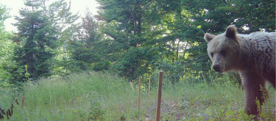 Albania Bear Conservation Project