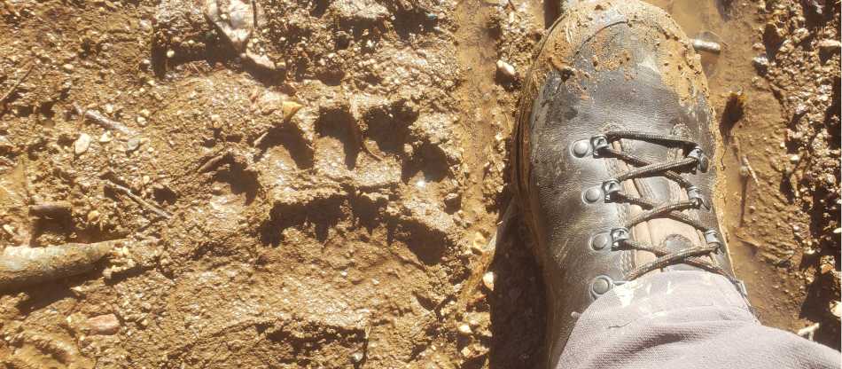 Albania Bear Conservation Project