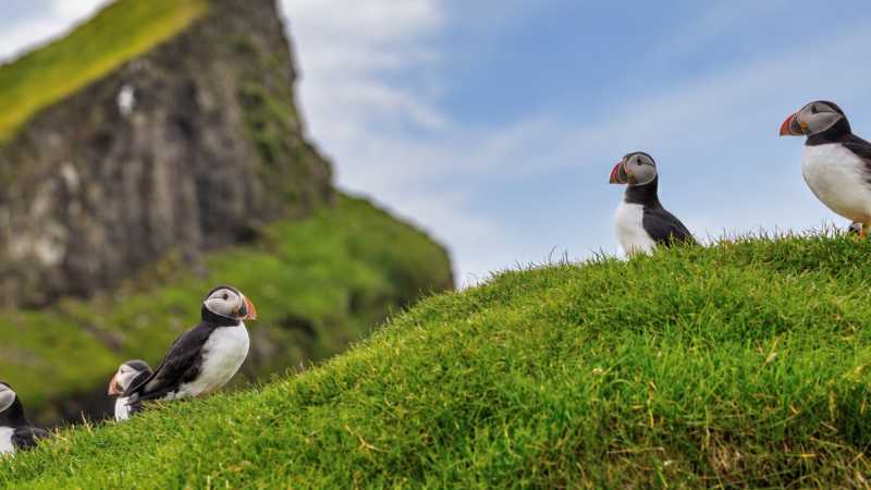 Atlantic puffins on the grassy sea cliffs of the Faroe Islands - Faroe Islands: Kayaking the North Atlantic, Faroe Islands