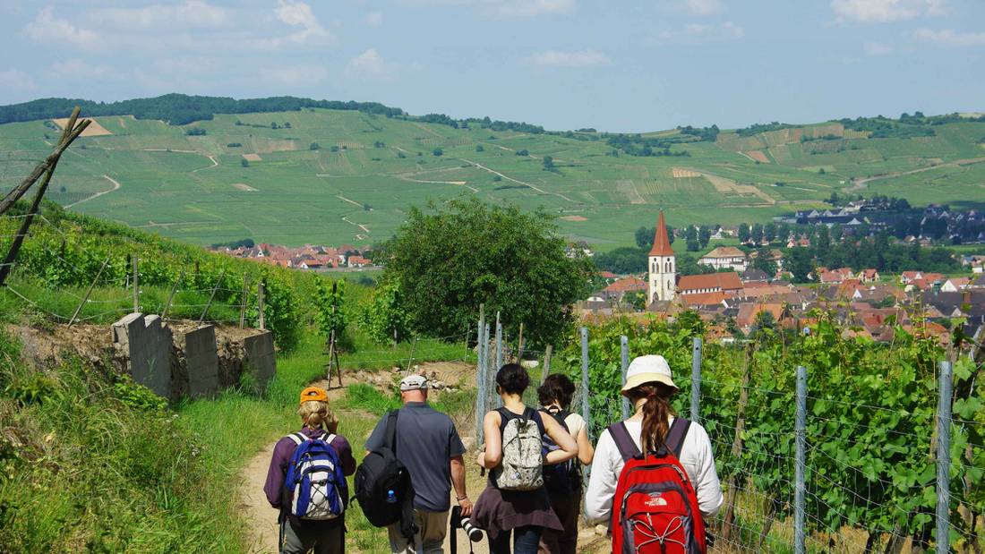 Walking the wine trails in Alsace