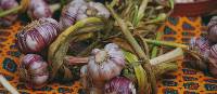 Garlic, a staple of all French cooking | Rachel Imber