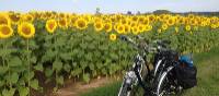 Loire Valley sunflowers near Blois | Mary-Cate Pickett