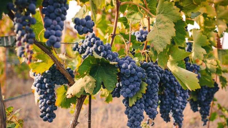 casa setaro - Alps to Aperitivo: Northern Italy with Ben Groundwater, Italy