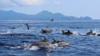 shutterstock_2446786141, Dolphins in the Azores