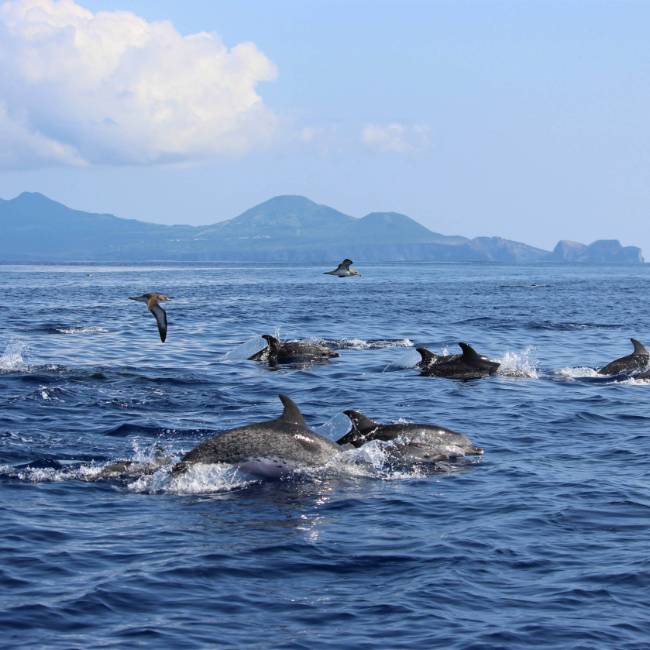 Dolphins in the Azores