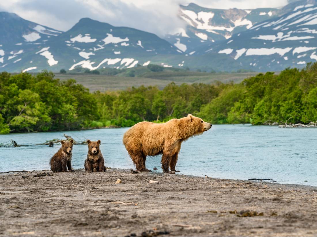 A family of brown bears on the riverbank, Kamchatka