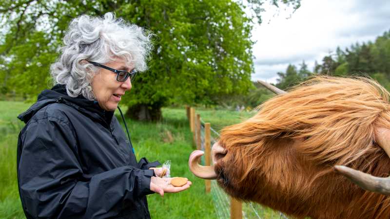 Feeding local Highland Cows along the West Highland Way