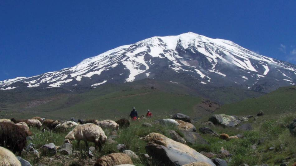 Flock of sheep enjoy the pastures below Mt Ararat