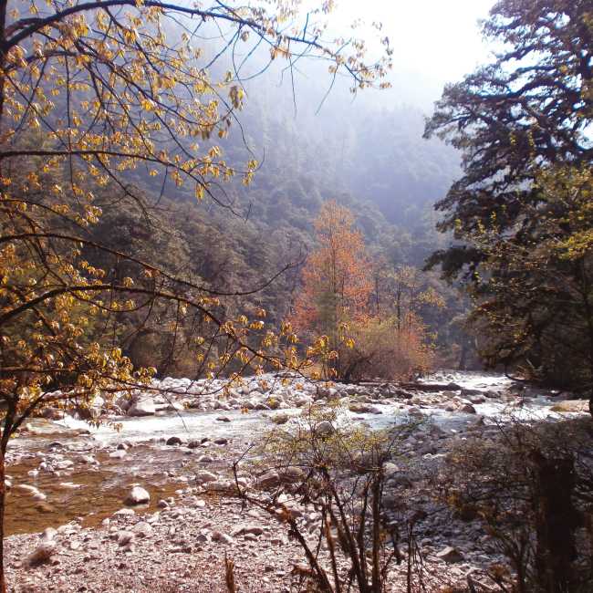 Beautiful views from within this forest in Bhutan | Lisa Delorme