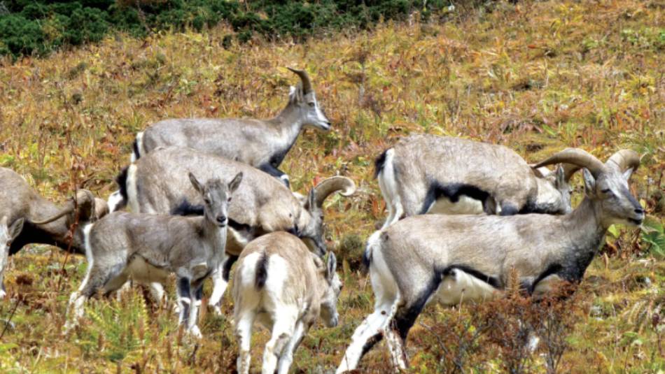 Up close with Himalayan blue sheep | Gavin Turner