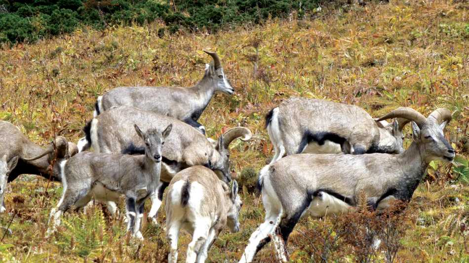 Up close with Himalayan blue sheep | Gavin Turner