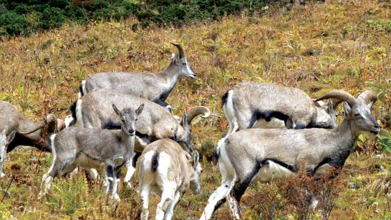 Up close with Himalayan blue sheep | Gavin Turner