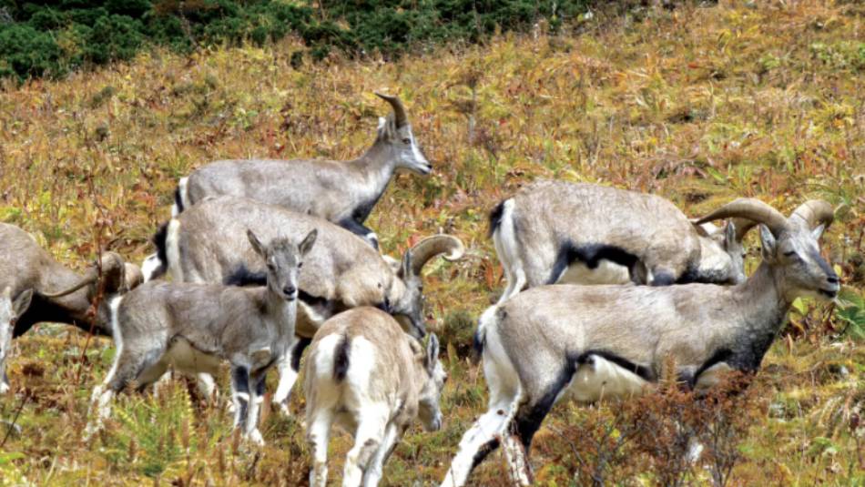 Up close with Himalayan blue sheep | Gavin Turner