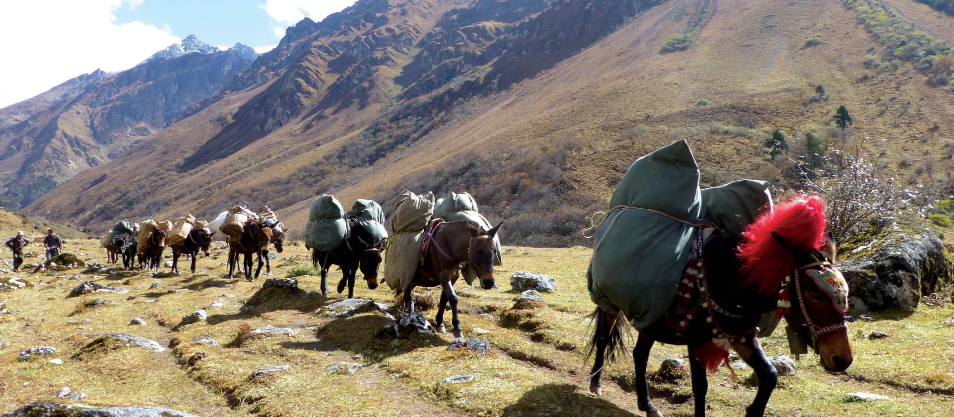 Laya Gasa Trek | Bhutan High Trails Trekking Adventure | World Expeditions