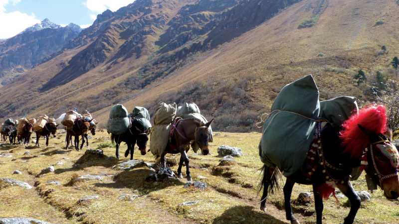Pack horses carrying camp equipment through Jigme Dorje National Park | Gavin Turner