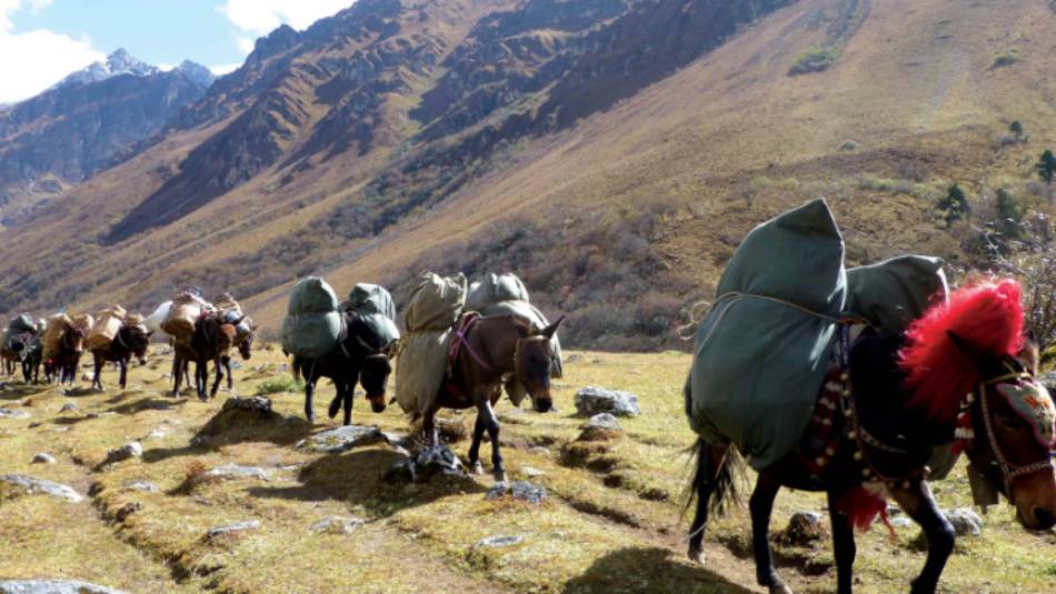 Pack horses carrying camp equipment through Jigme Dorje National Park | Gavin Turner