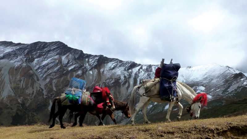 Horses passing through Nyile La | Gavin Turner