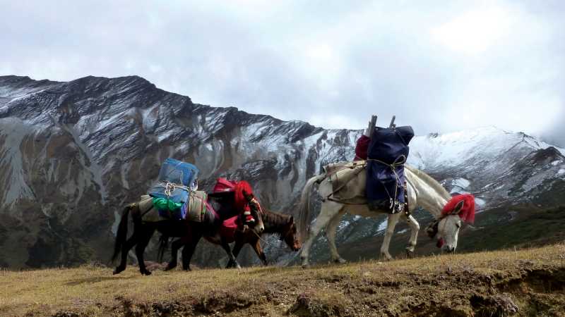 Horses passing through Nyile La | Gavin Turner