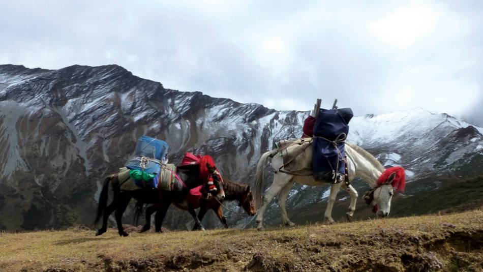 Horses passing through Nyile La | Gavin Turner