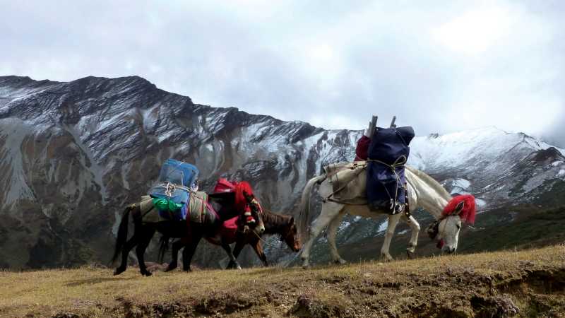 Horses passing through Nyile La | Gavin Turner