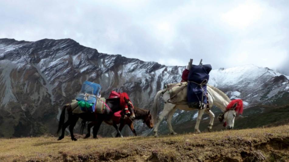 Horses passing through Nyile La | Gavin Turner