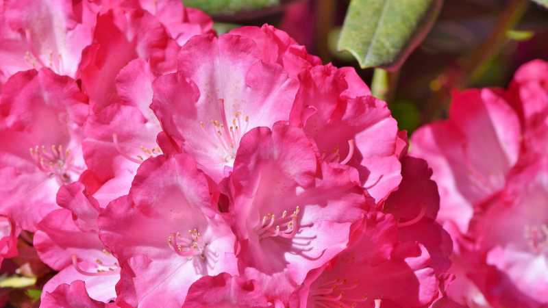 Pink rhododendron