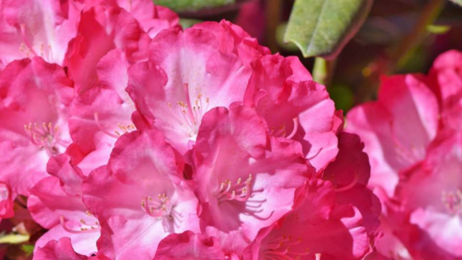 Pink rhododendron