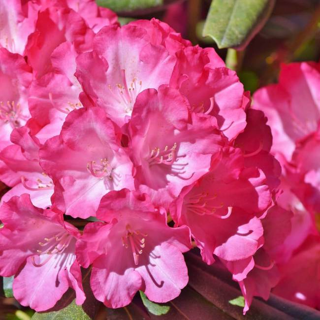 Pink rhododendron