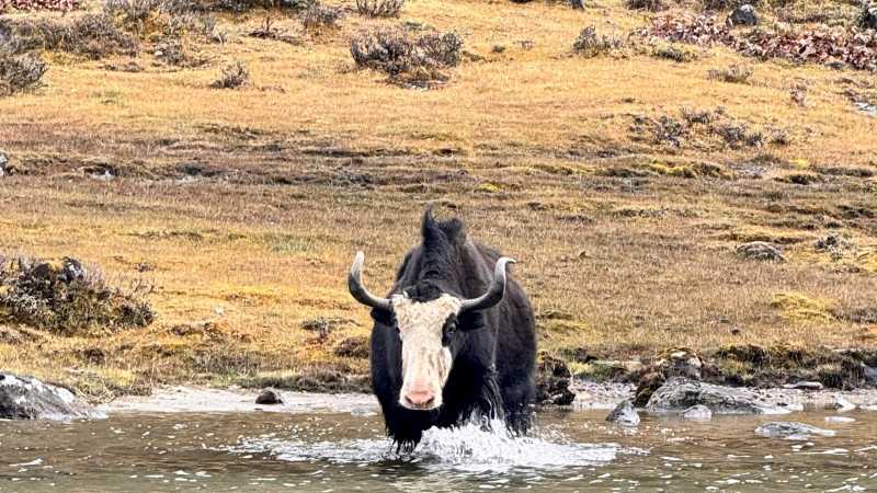 Yaks along the Gangkar Phuensum BC Trip Bhutan