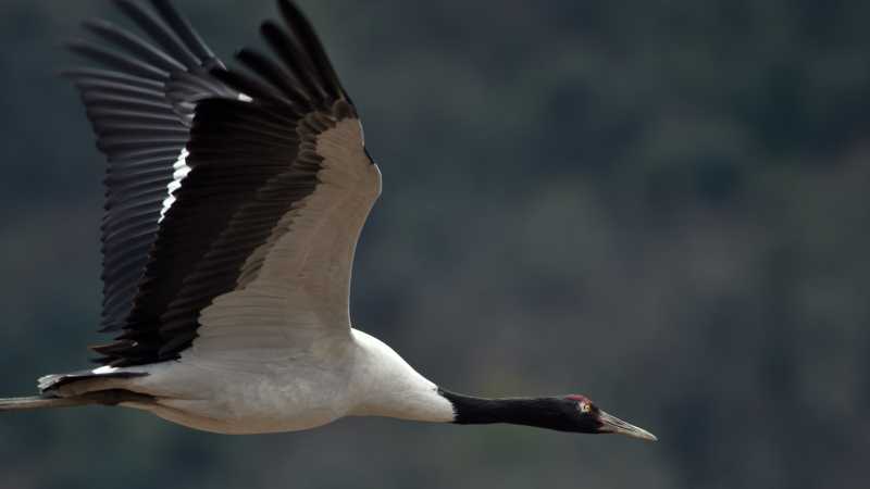 Black-necked Cranes at Trahiyangtse, eastern Bhutan