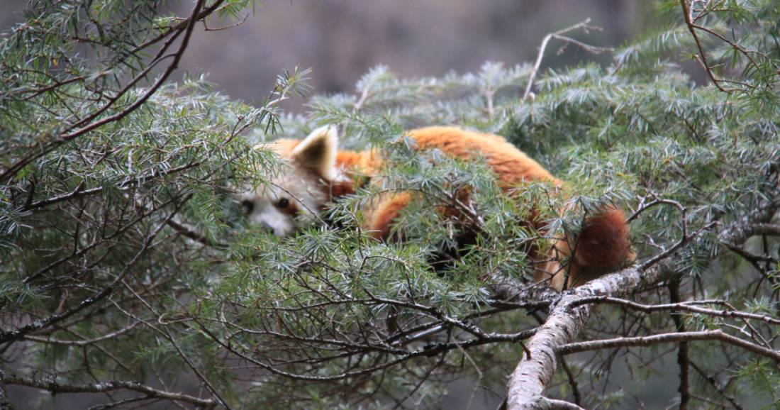 The elusive Red Panda spotted on trek along the Great Himalaya Trail |  Ken Harris