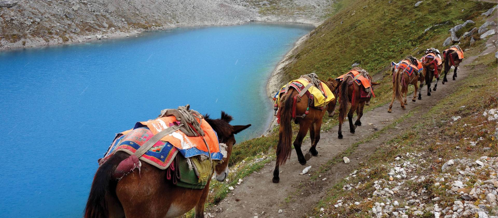 Mules near Larkya La | Michelle Landry