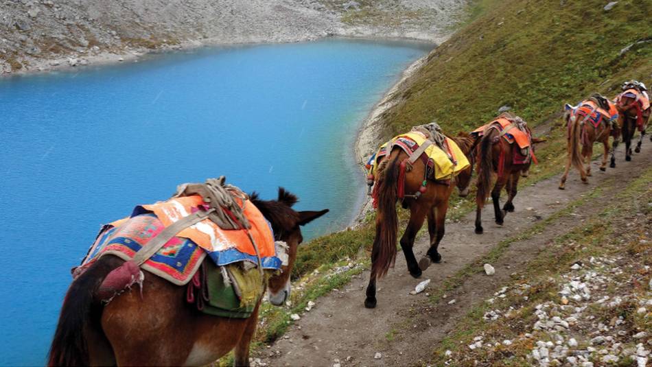 Mules near Larkya La | Michelle Landry