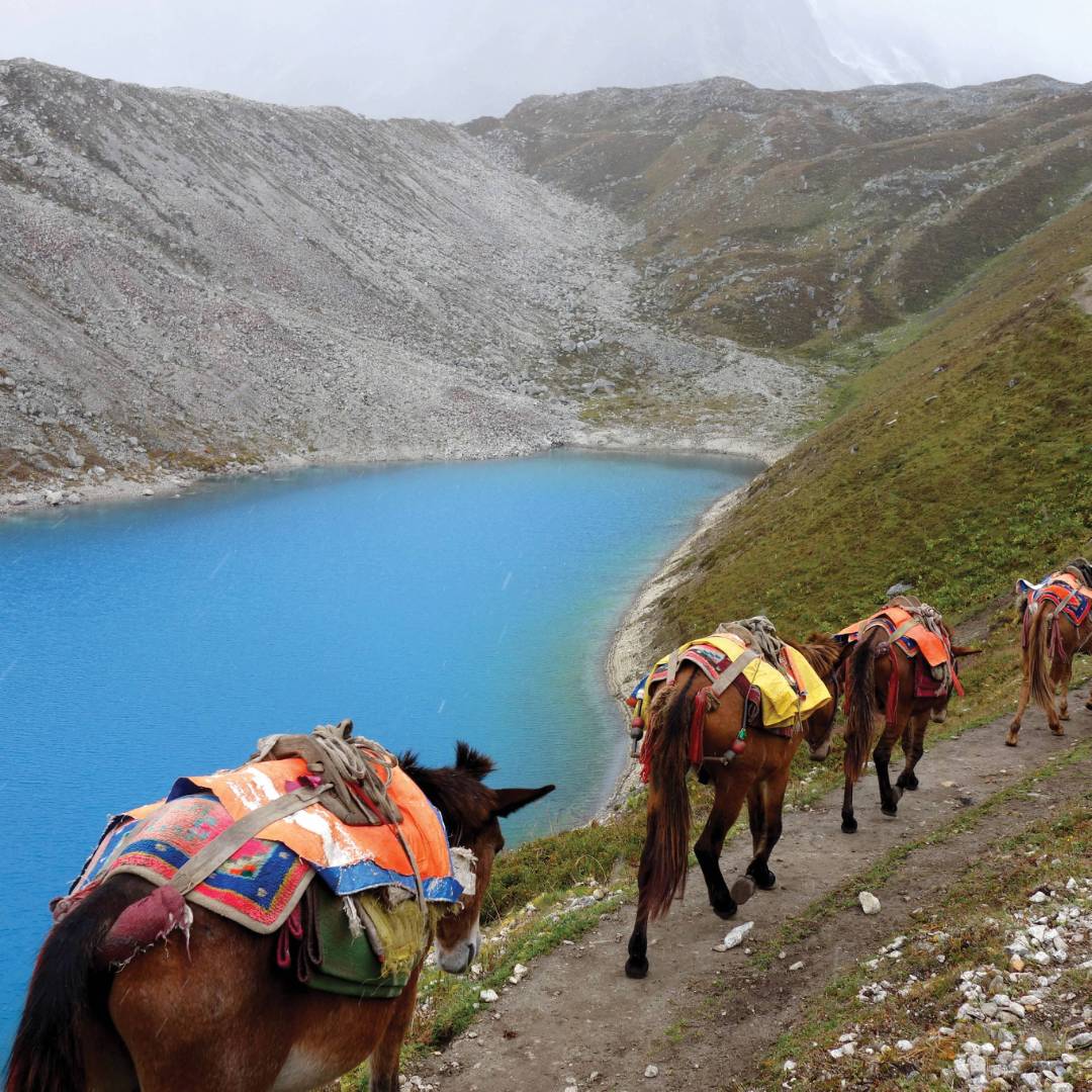 Mules near Larkya La | Michelle Landry
