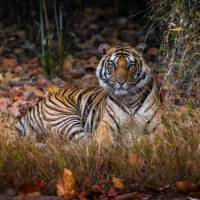 Bengal tiger in India | Richard I'Anson