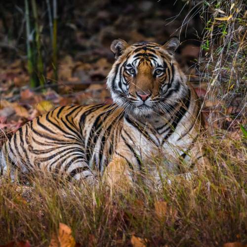 Bengal tiger