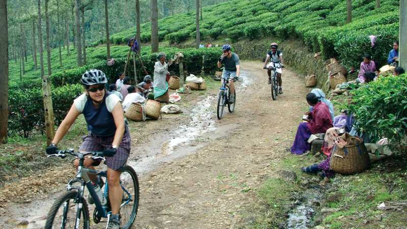Cycling through tea plantations in southern India