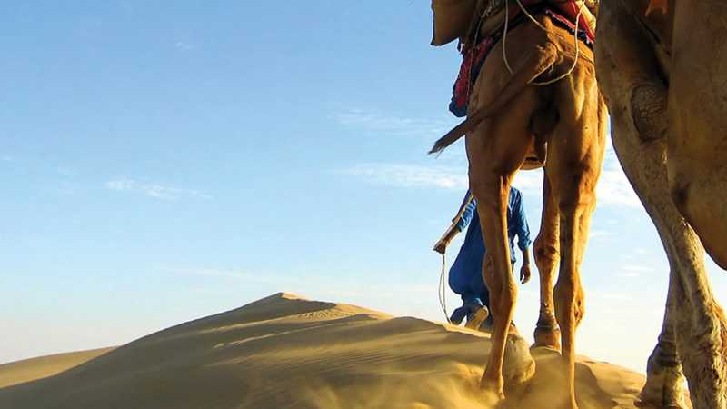 A line of camels used for transport around the Thar Desert near Jaisalmer, Northern India | David Lazar