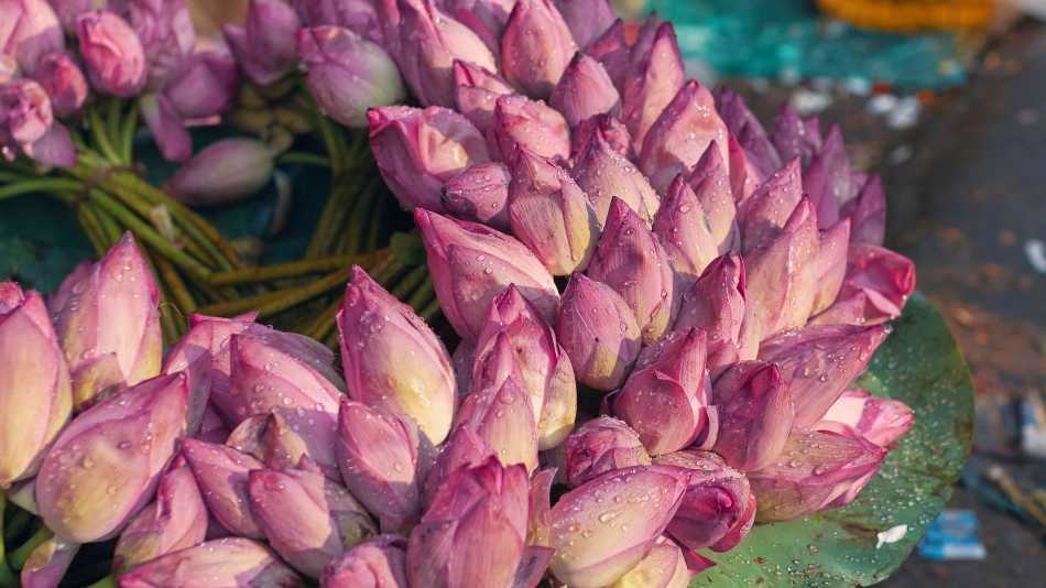 Pink lotus at the flower market | Shutterstock
