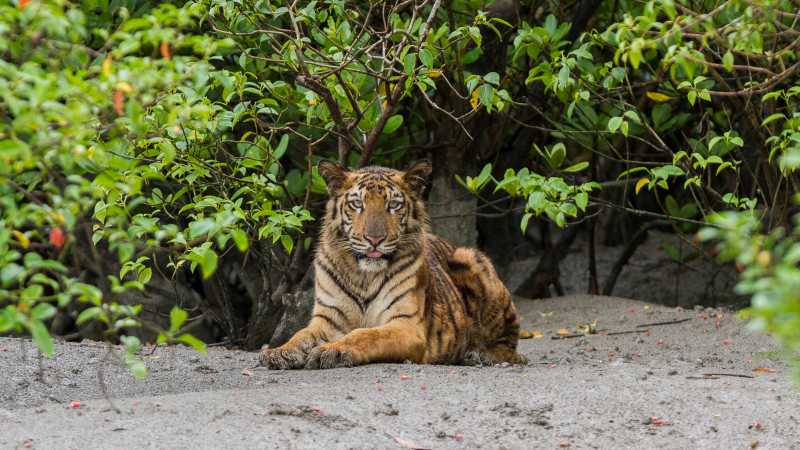 Royal Bengal tiger | shutterstock
